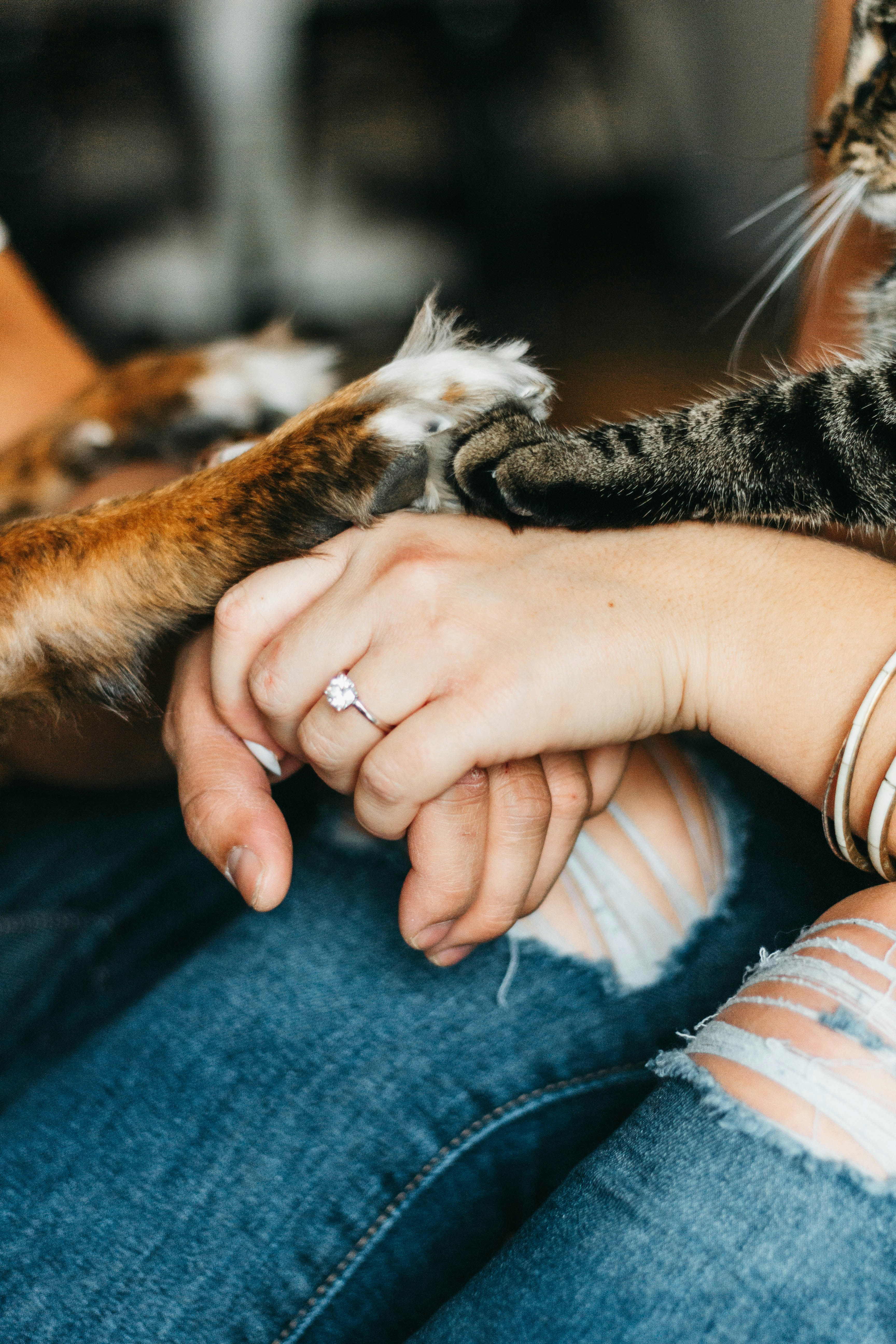 A beloved pet