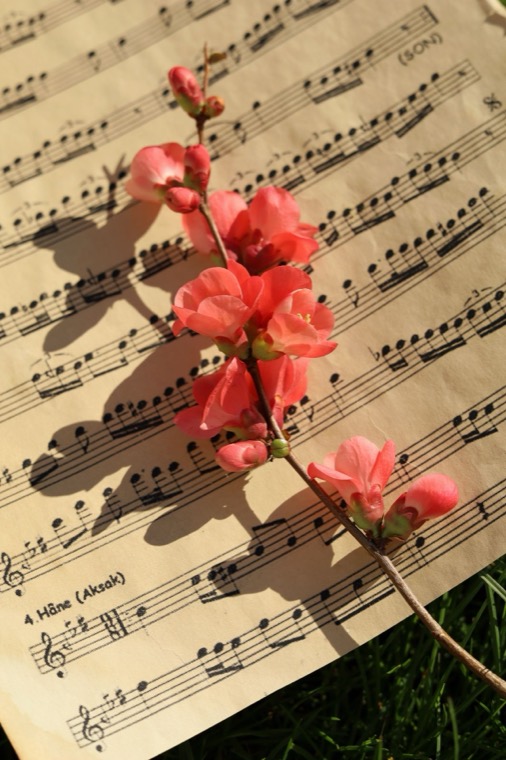Blossom resting on a page of sheet music in the sun