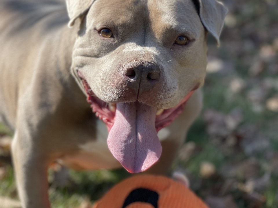 A pet photo slideshow paused and ready to play, set to music