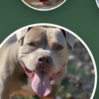 A photo of a pet from 2021 on a memorial timeline
