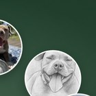 A photo of a pet from 2023 on a memorial timeline
